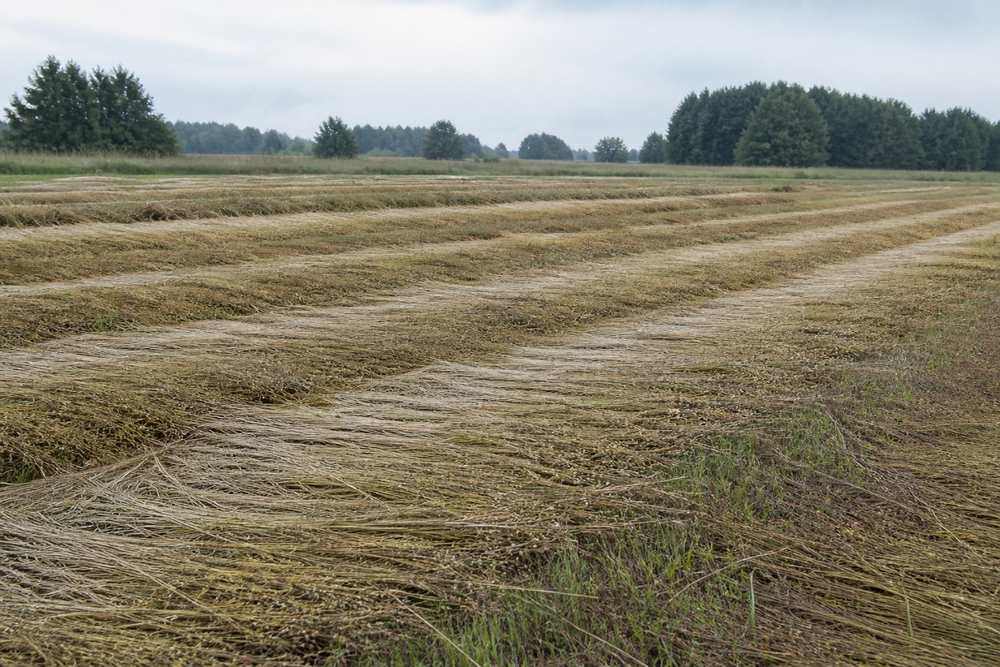 Tallos de lino extendidos en un campo durante la maceración por rocío