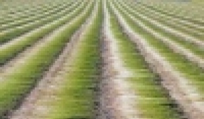 Tallos de lino extendidos en el campo para la maceración por rocío